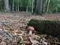 Nyári vargánya (Boletus reticulatus), Somogy